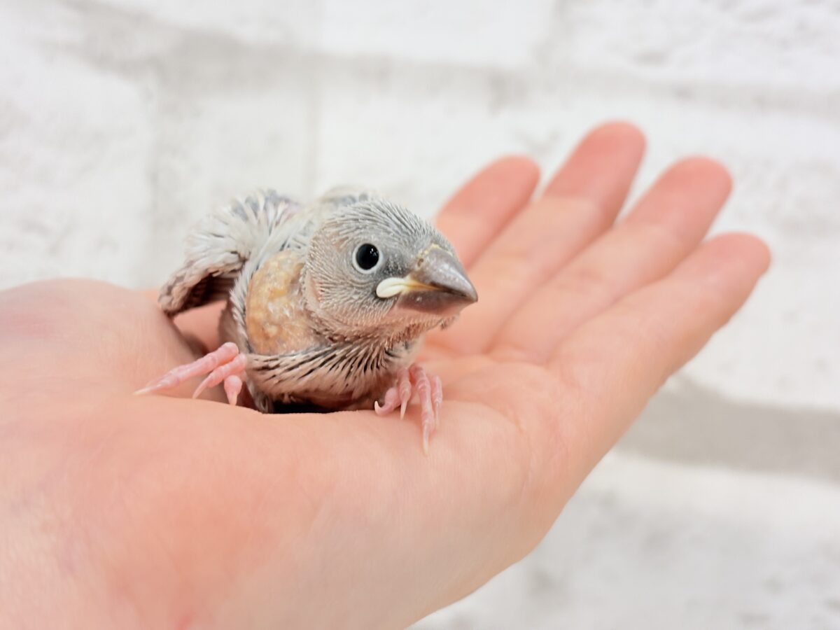 シルバー文鳥
