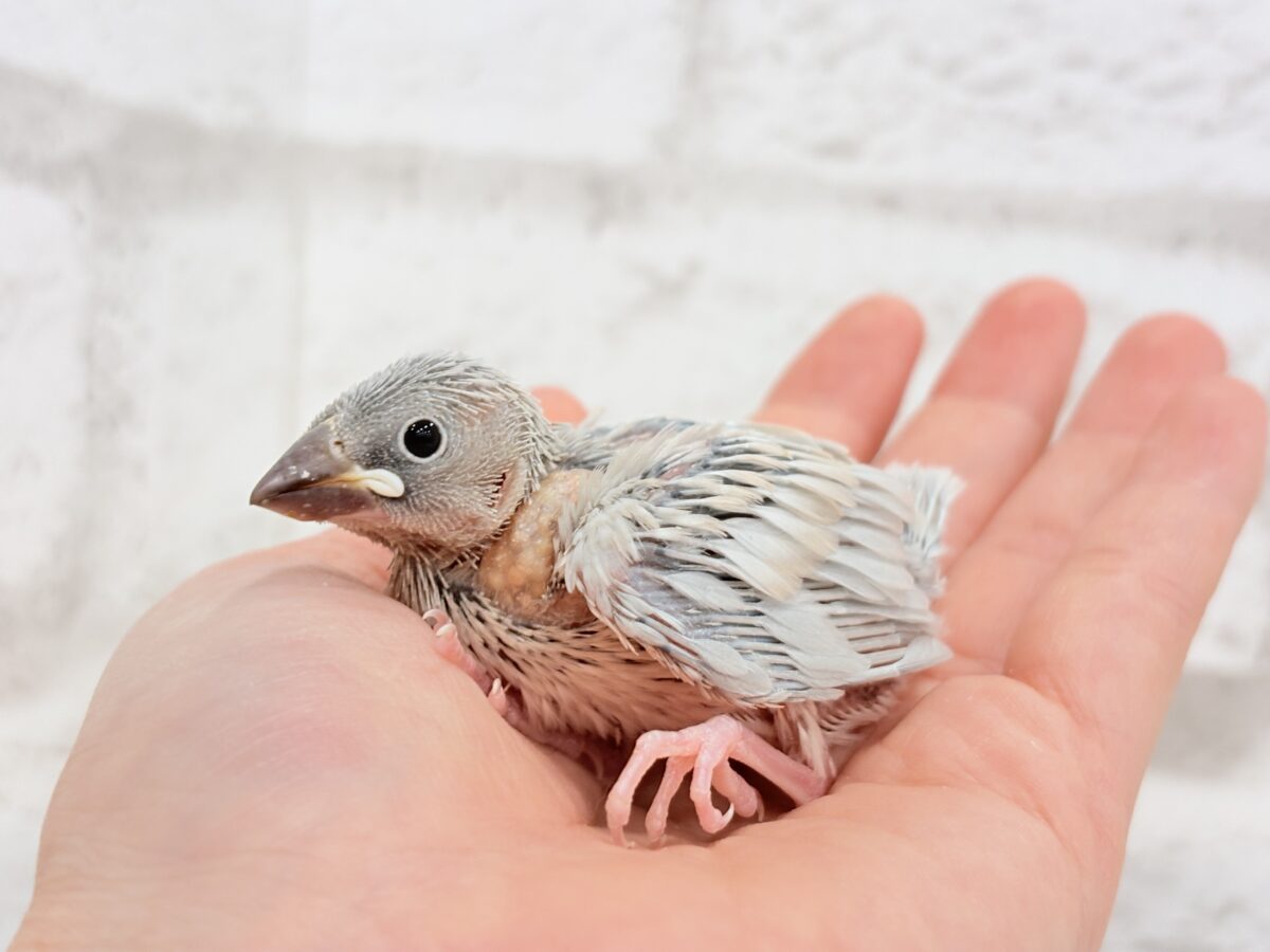 シルバー文鳥