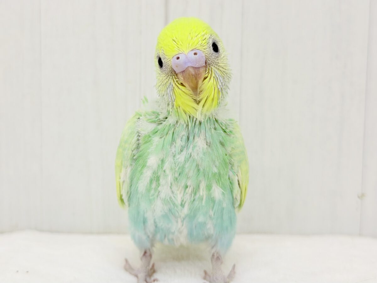 きらめく透明感🫧‪ふんわりミントカラー💚️🩵