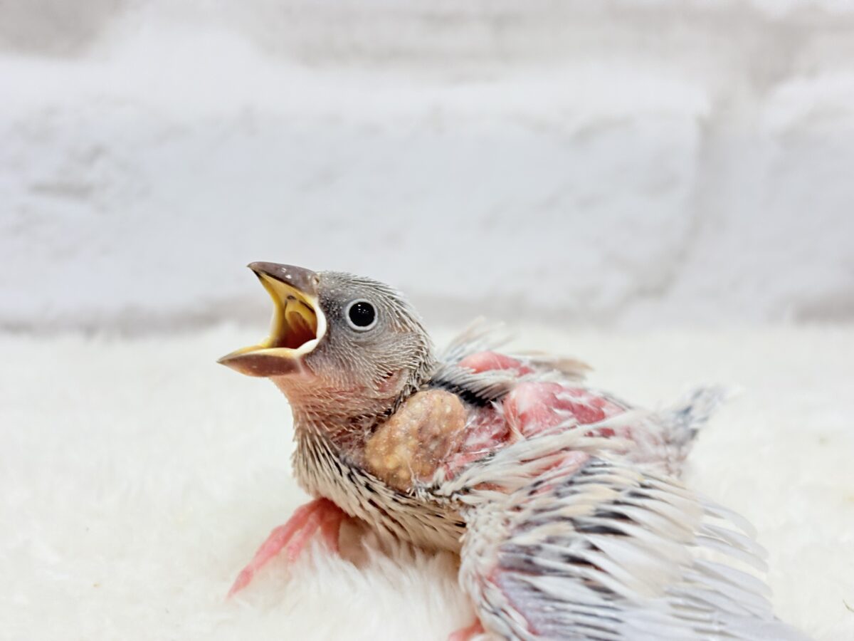シルバー文鳥