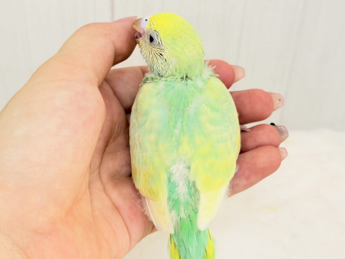 セキセイインコ