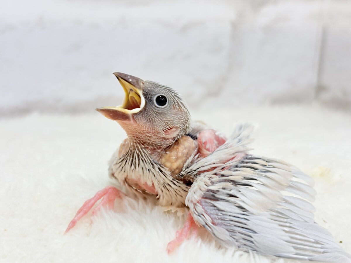 シルバー文鳥