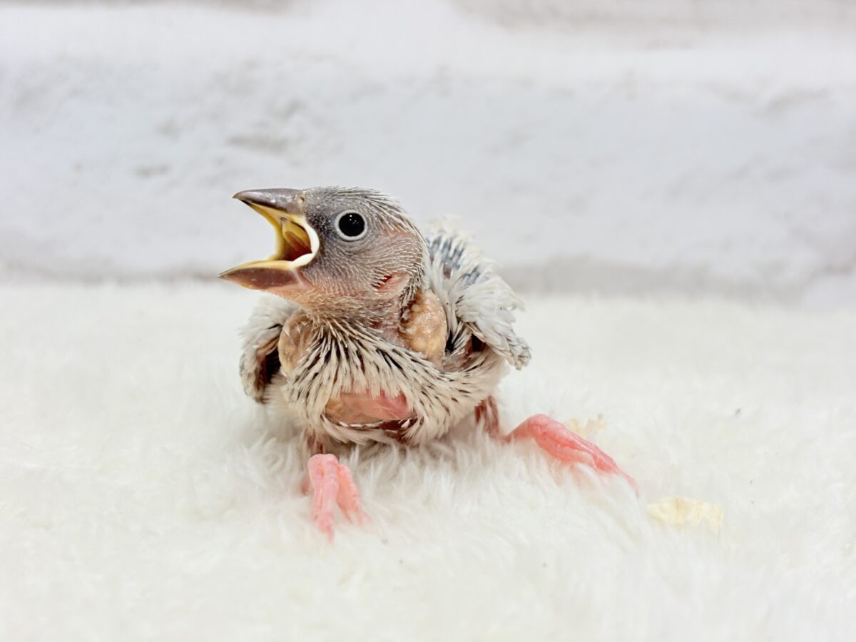 シルバー文鳥