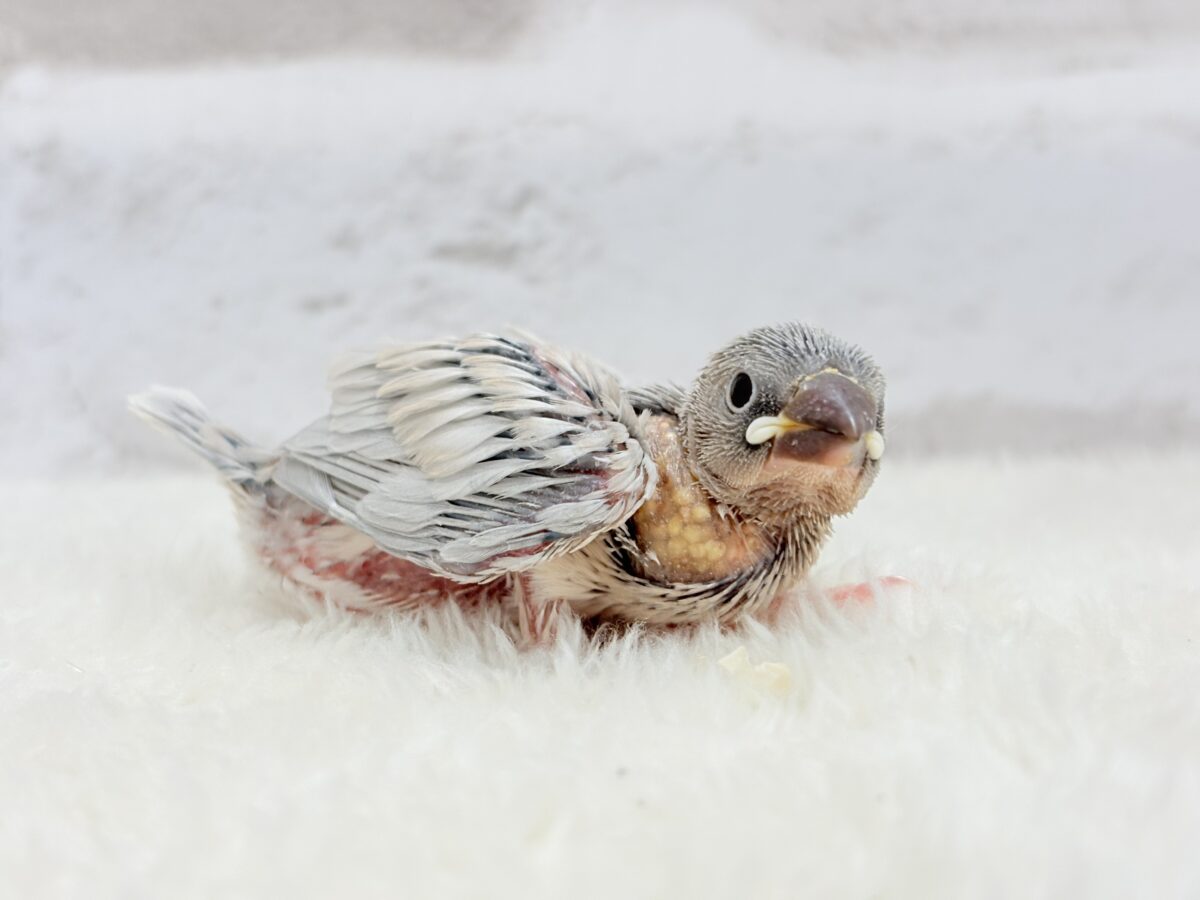 シルバー文鳥