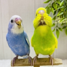 最新画像更新‼️レース模様のオシャレ番長🎀✨セキセイインコスパングル！