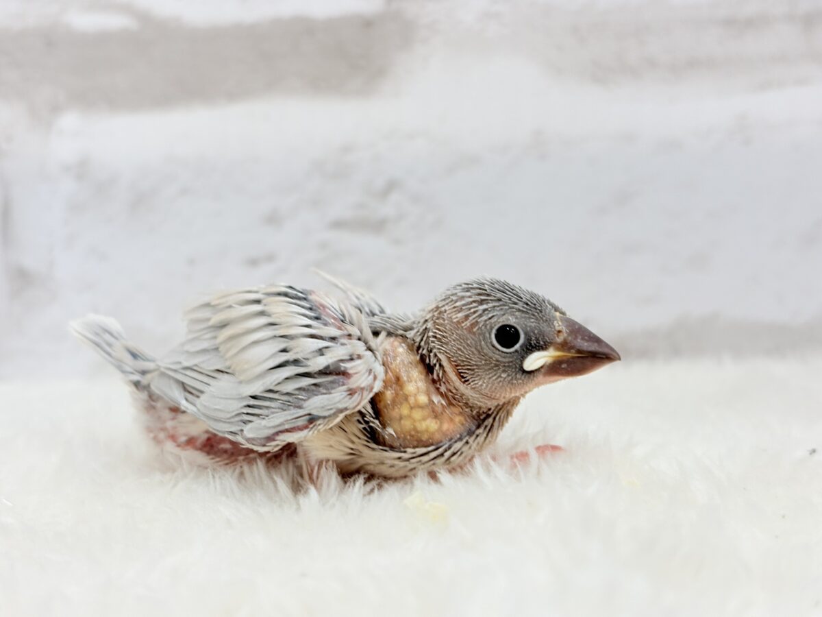 シルバー文鳥