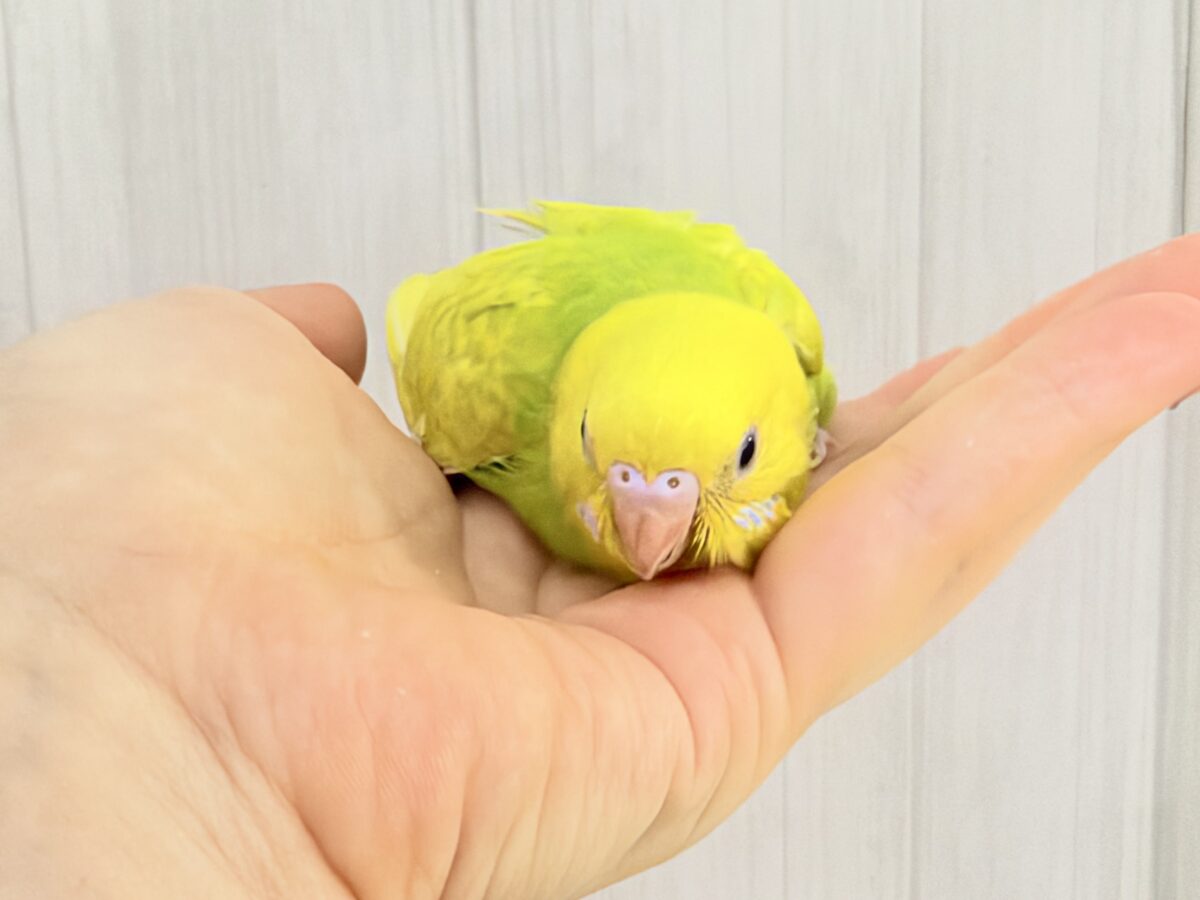 セキセイインコ