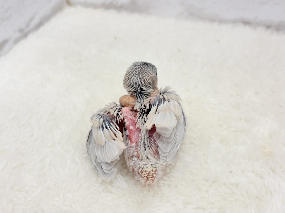 シルバー文鳥