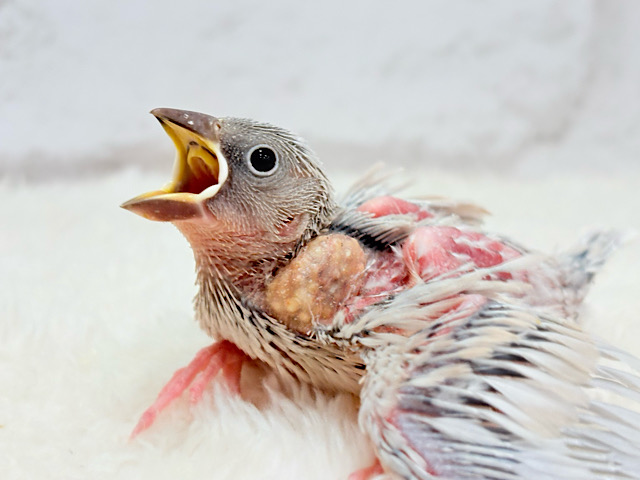 魅力が溢れて止まらない✿.*･シルバー文鳥 ヒナ