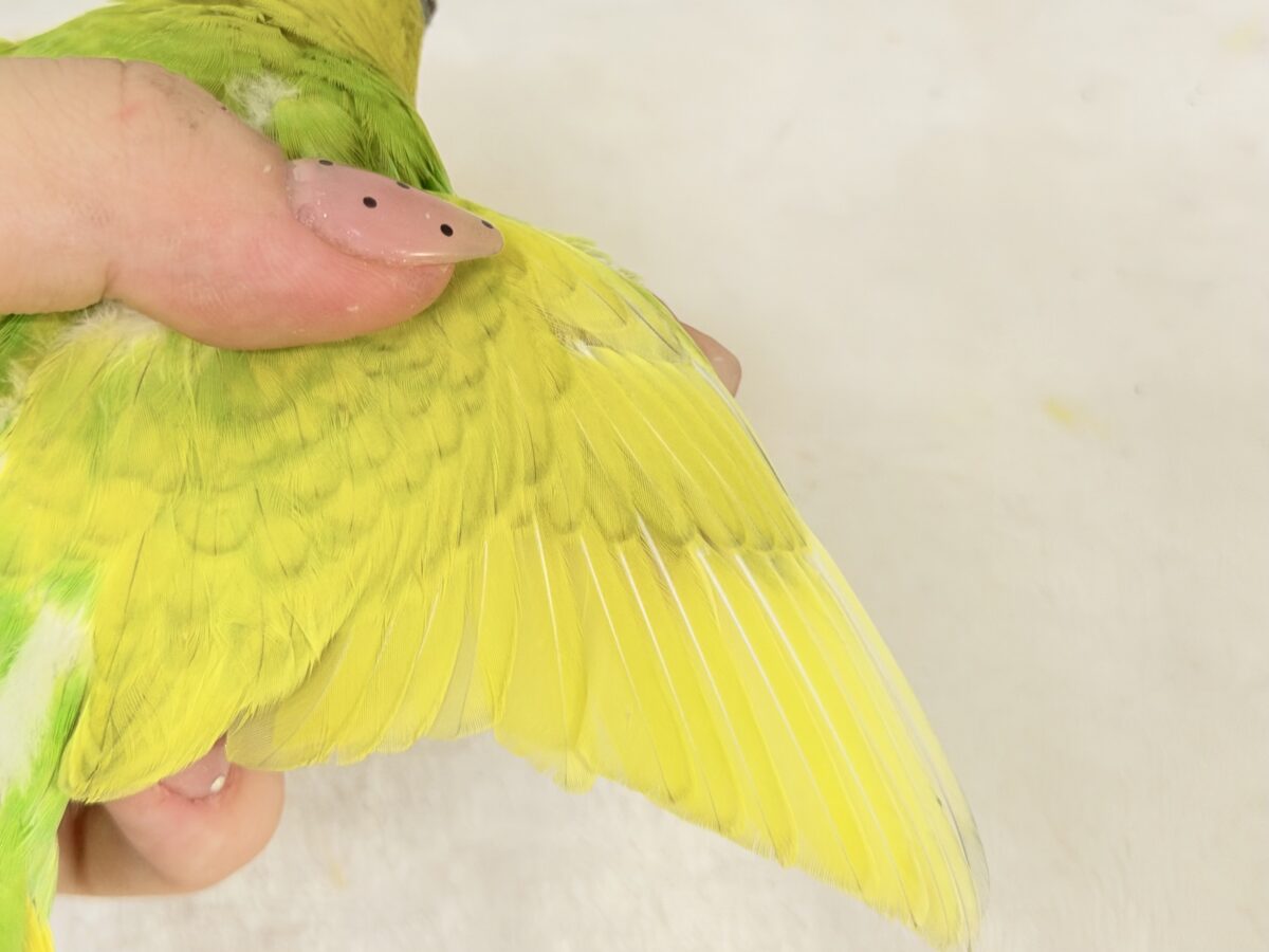 セキセイインコ