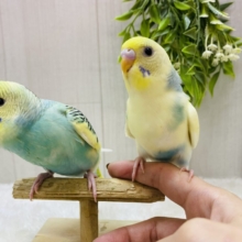 最新画像更新✨ふんわり優しめカラーにキュンです🫰💕セキセイインコパステルカラーレインボーパイド！！