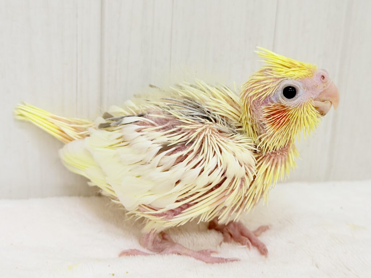 オカメインコ
