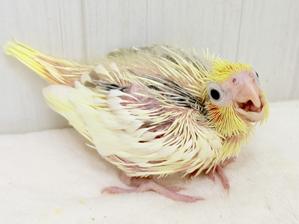 オカメインコ