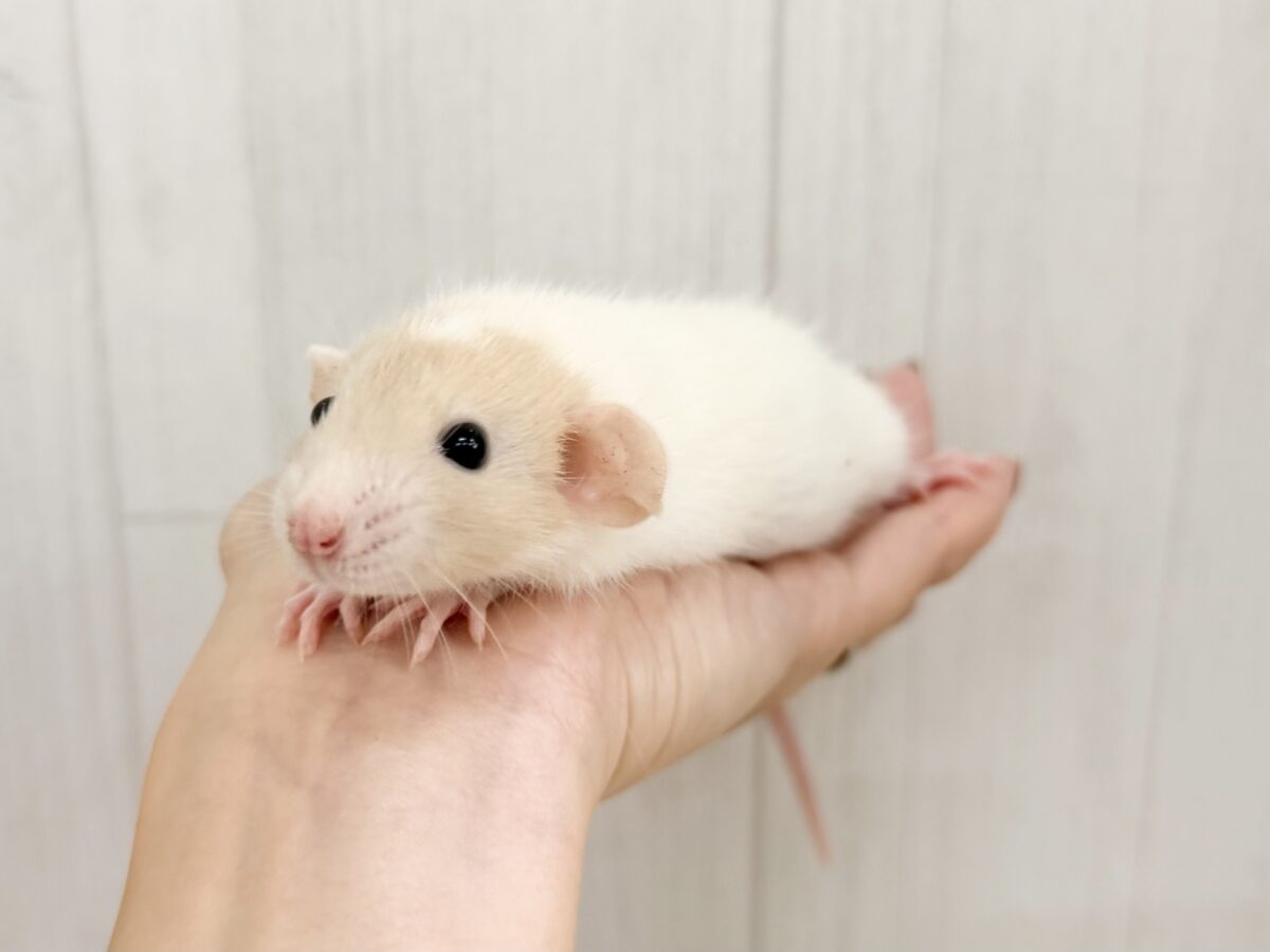 ファンシーラット