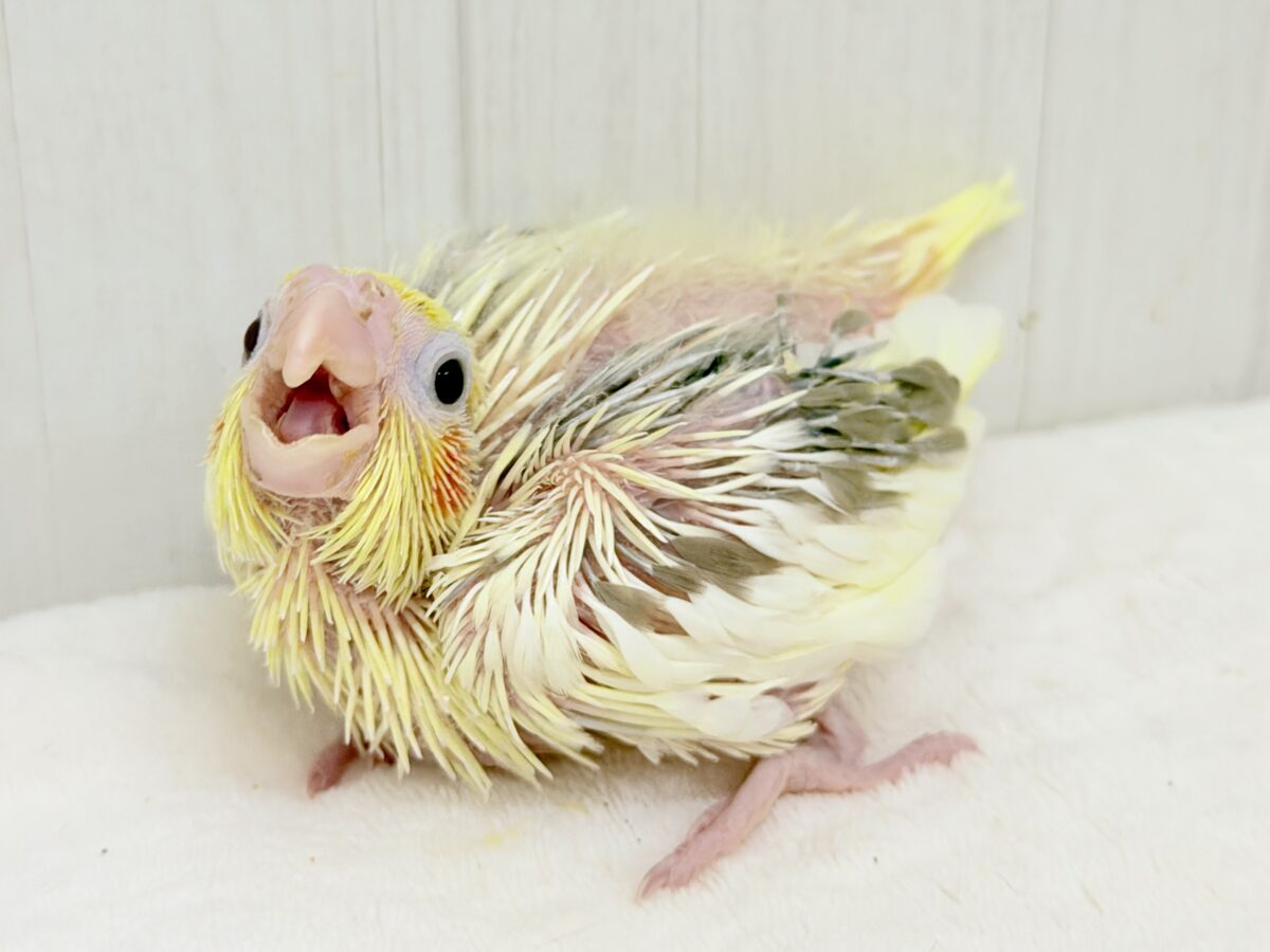 オカメインコ