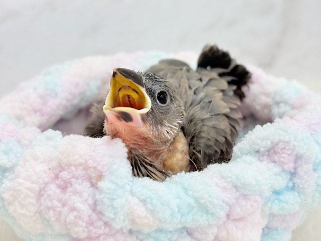 ポイントで入るホワイトが目印🐣🤍桜文鳥 ヒナ