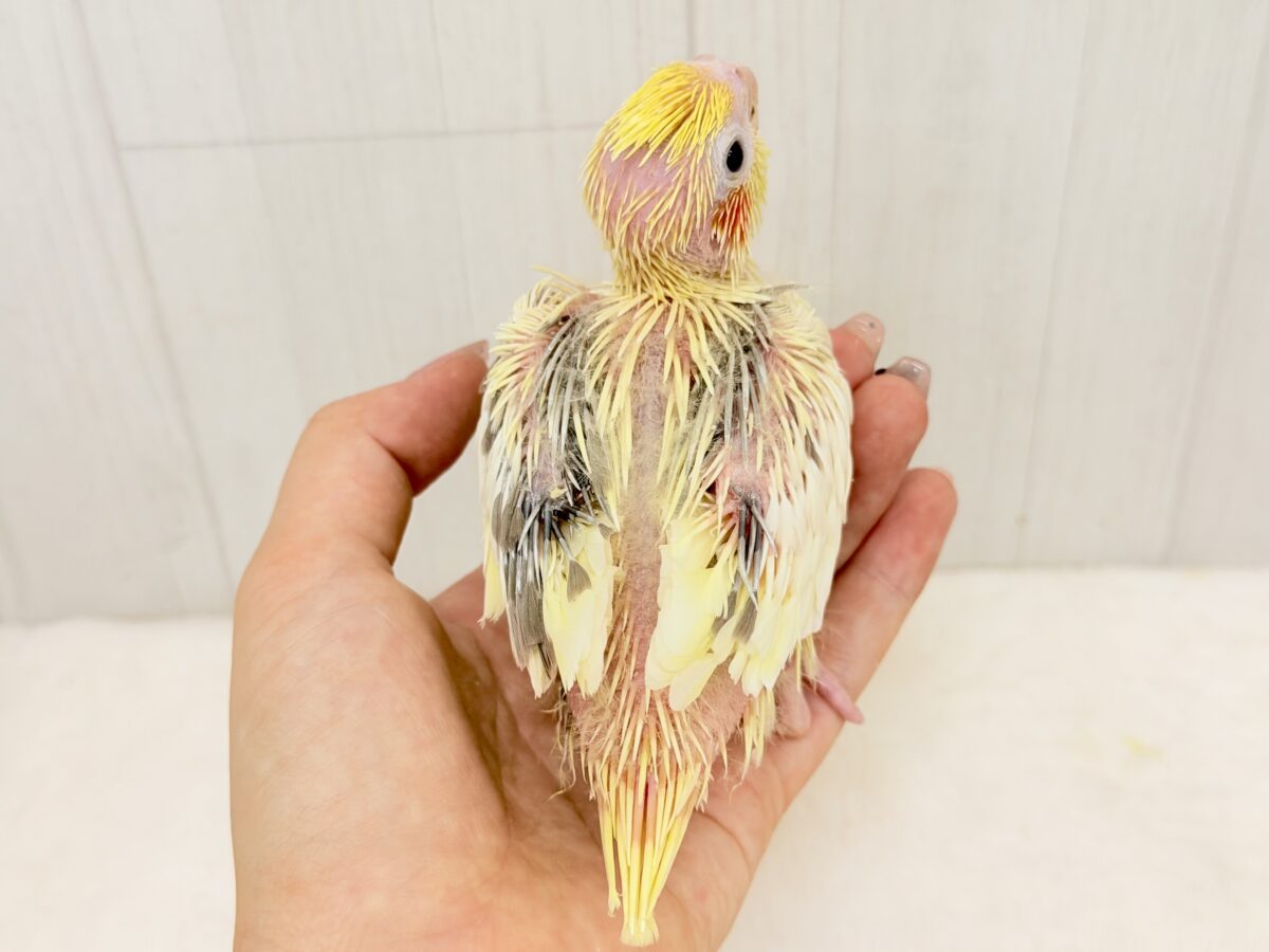 オカメインコ