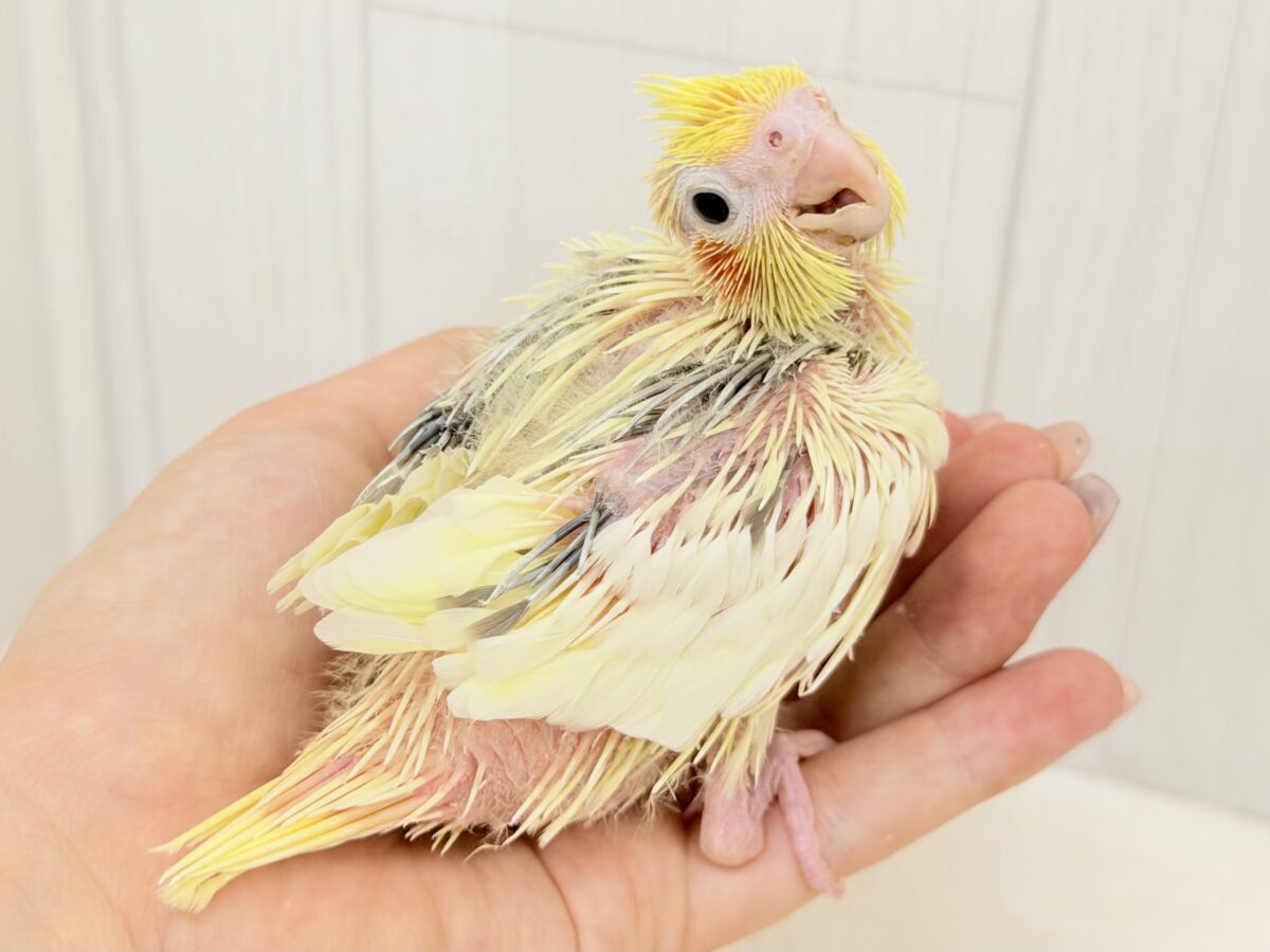 オカメインコ