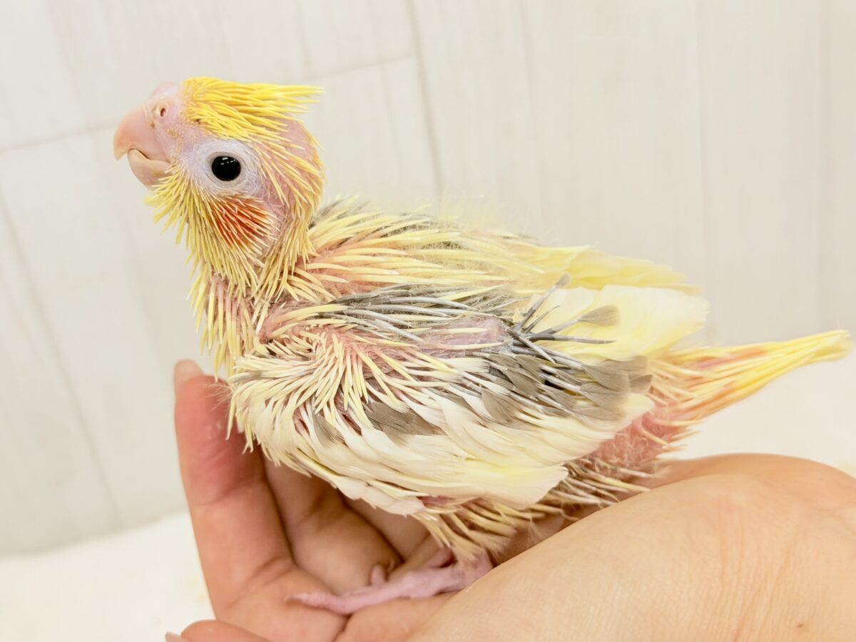 オカメインコ