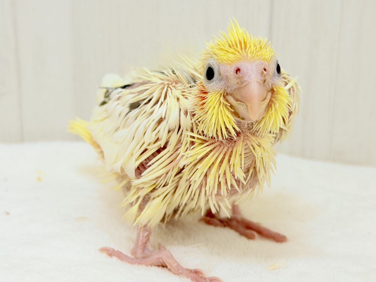 オカメインコ