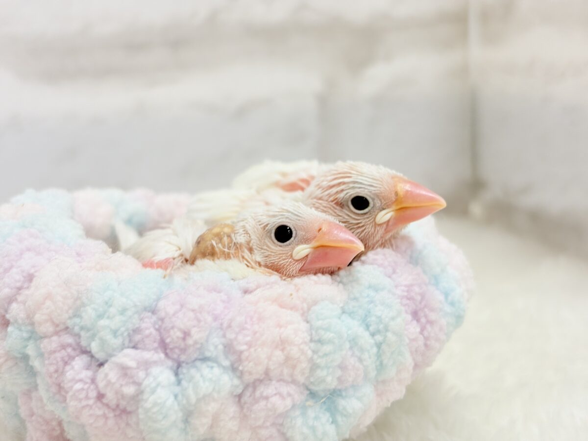 白文鳥