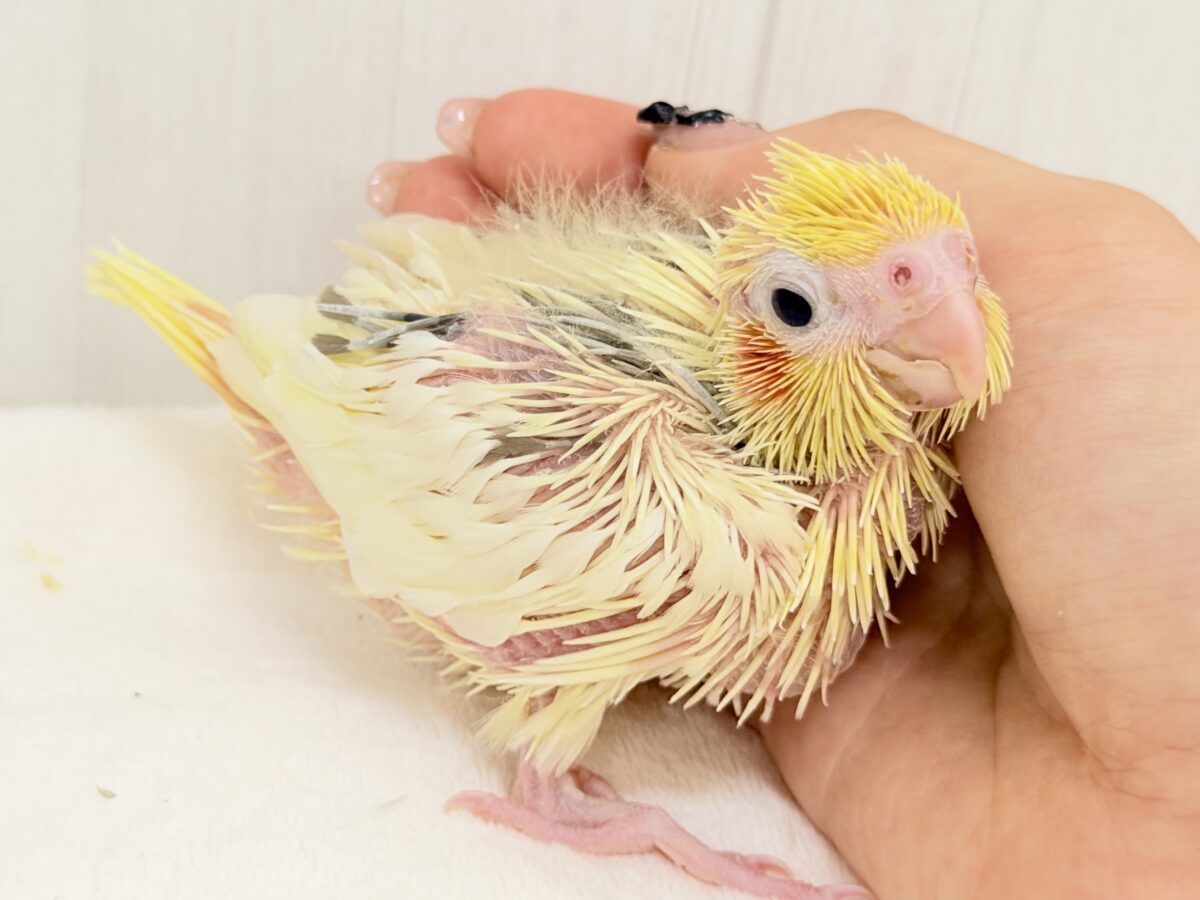オカメインコ