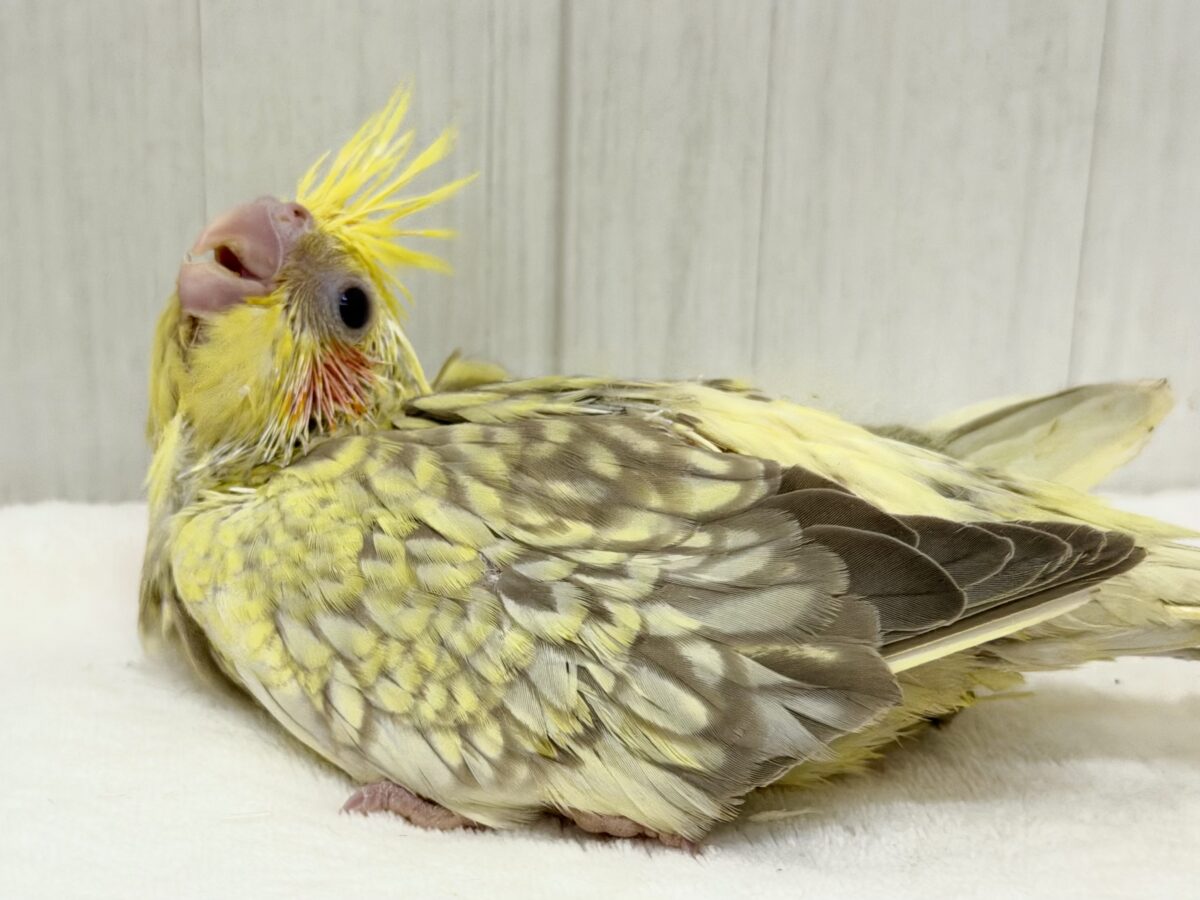 オカメインコ