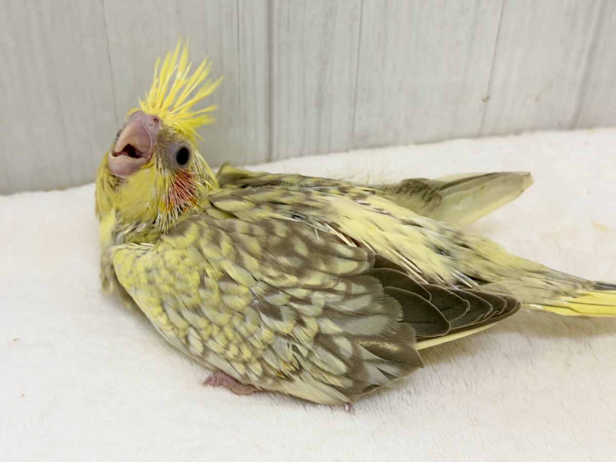 オカメインコ