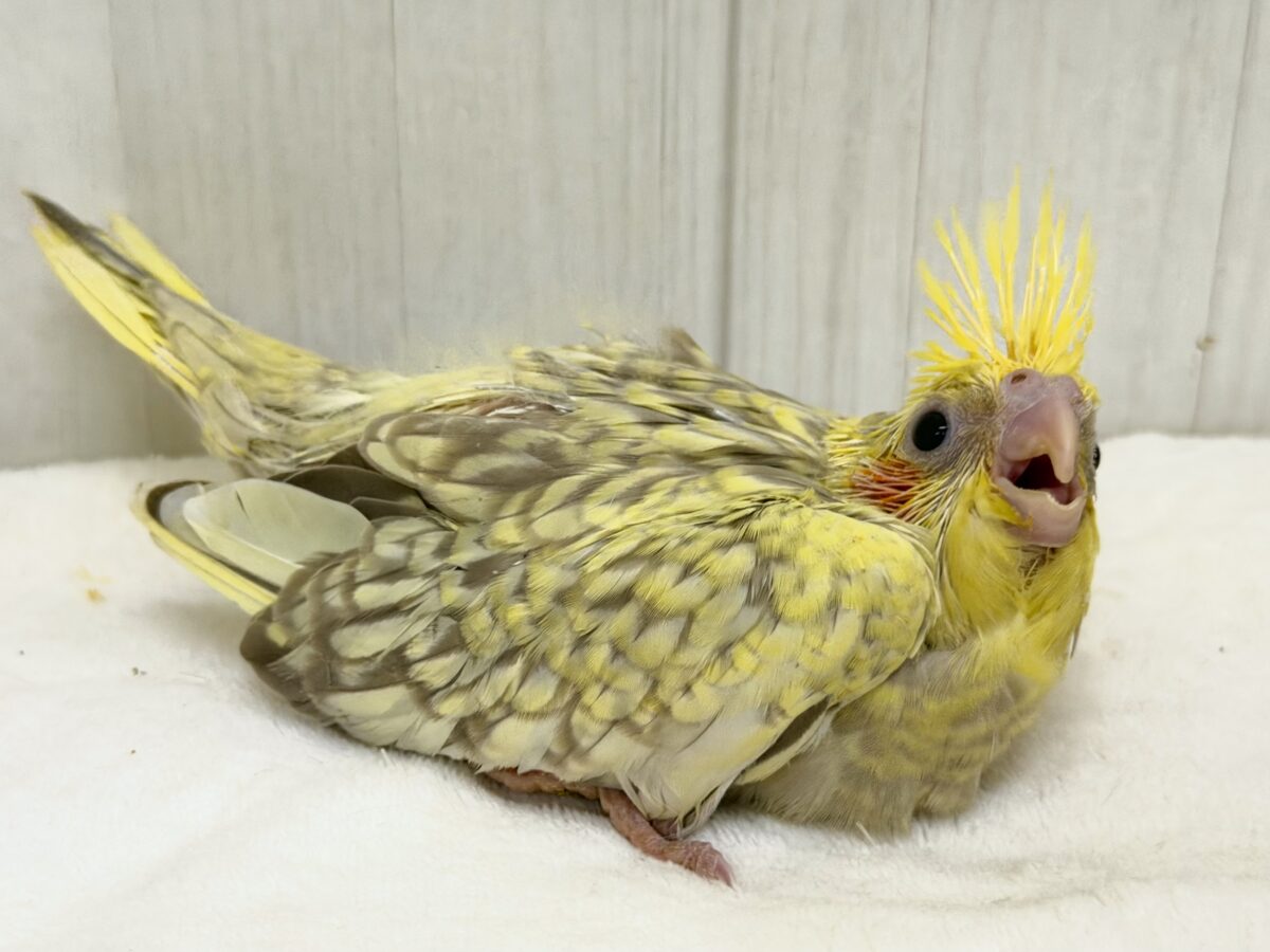 オカメインコ