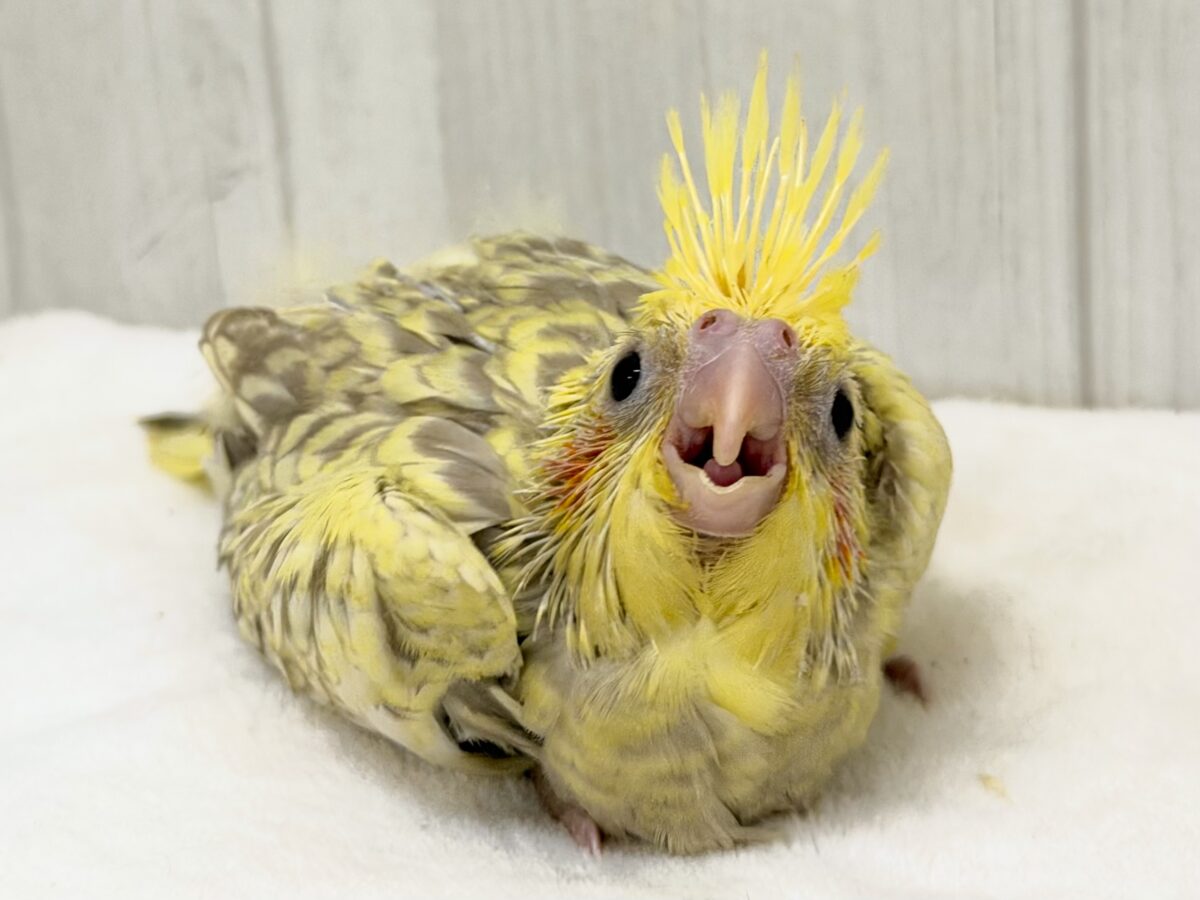 オカメインコ