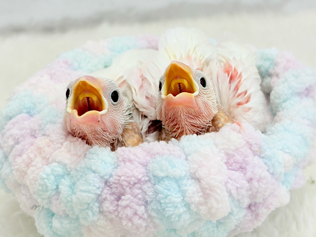 ヒナ鳴き合戦🐣🫯勝者はどちら？💖白文鳥 ヒナ