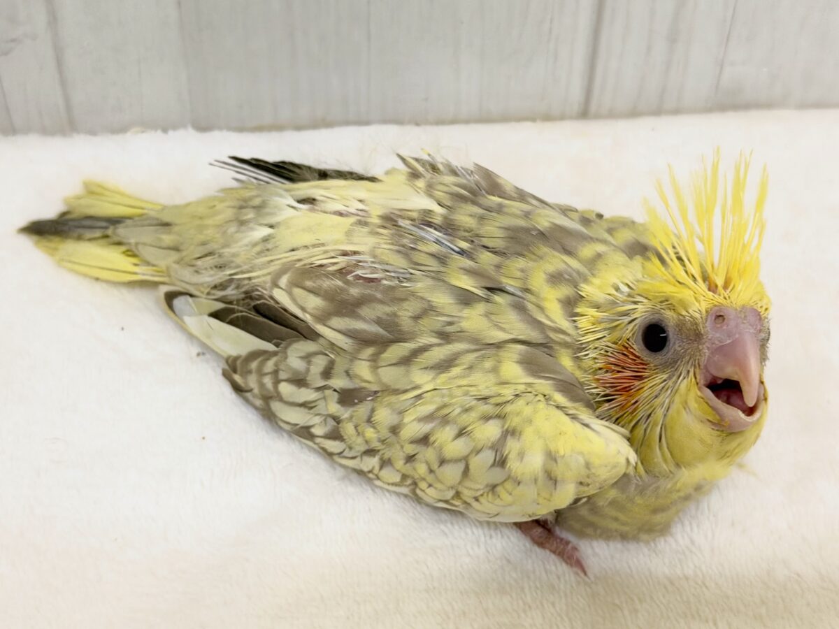 オカメインコ