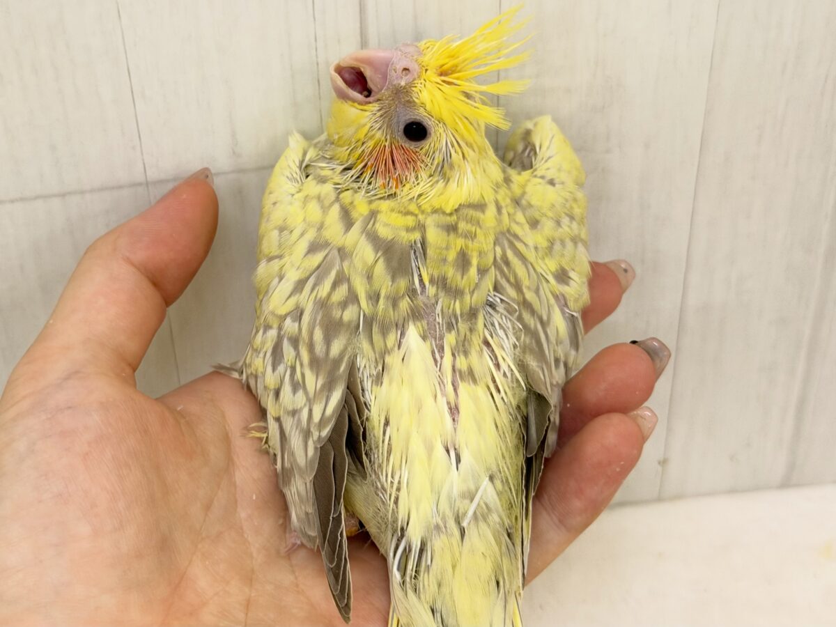 オカメインコ
