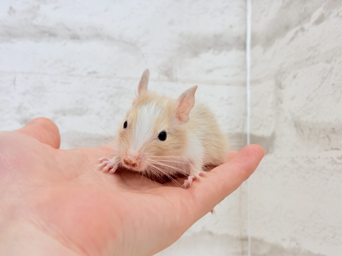 デグー