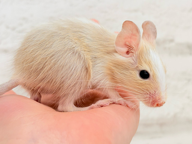 ほっと安らぐカフェオレちゃん🐭🧡デグー(サンドパイド) 女の子
