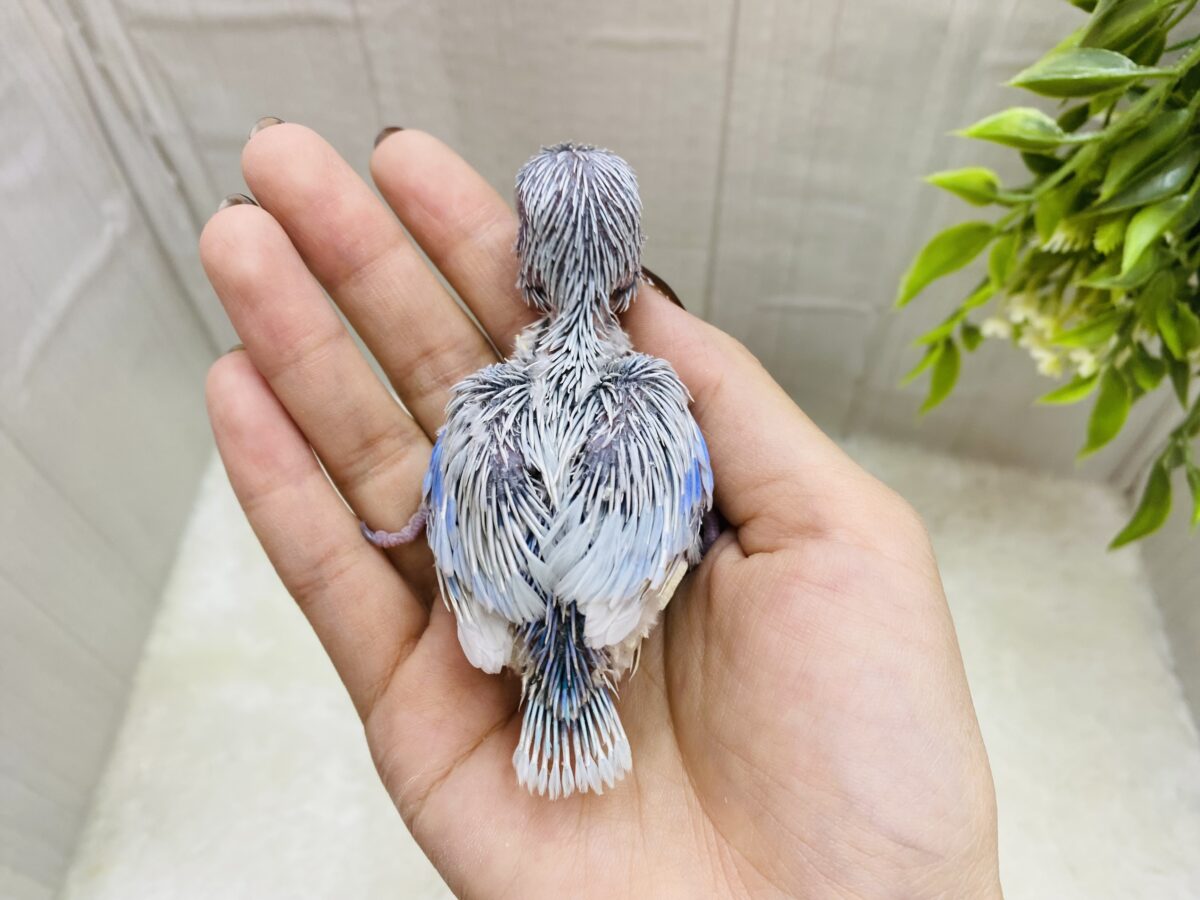 マメルリハ