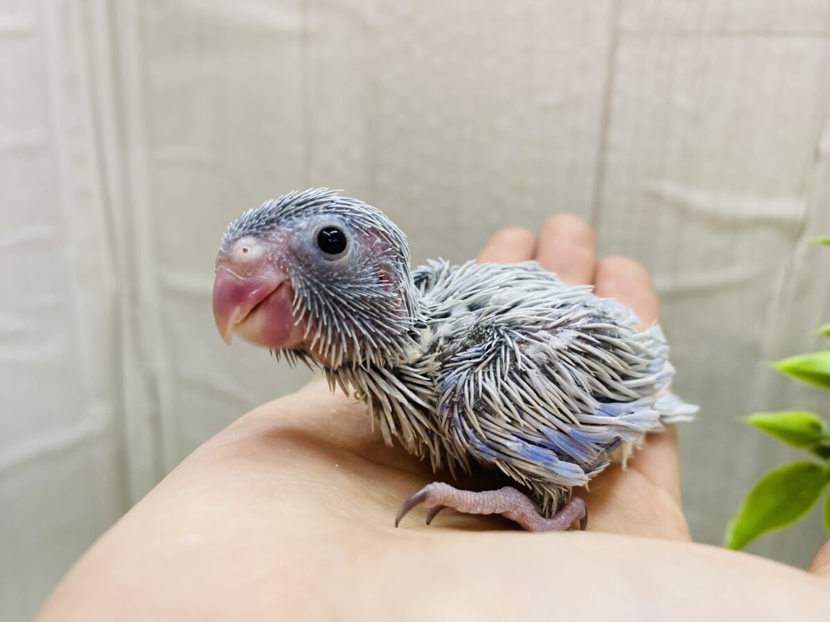 マメルリハ