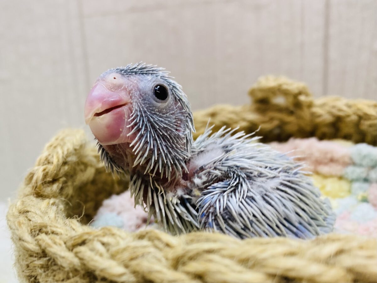 淡いブルーに変身だっ💫💫隠れ怪獣のマメルリハインコ🩵