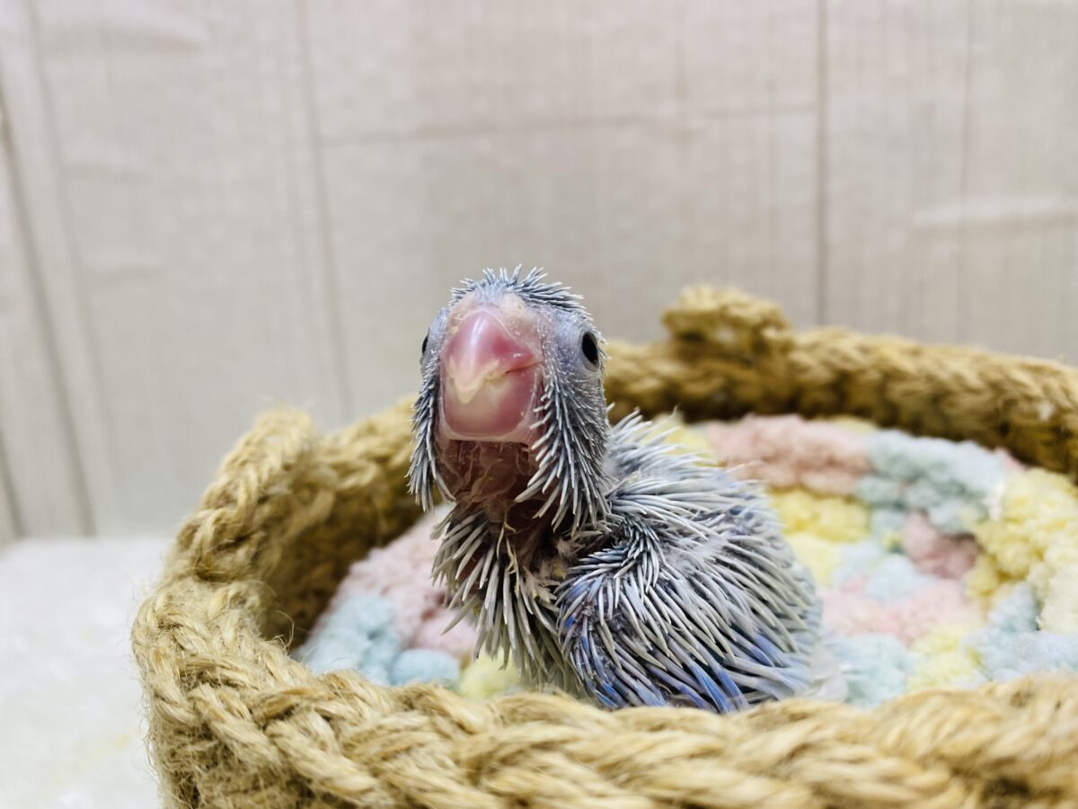 マメルリハ