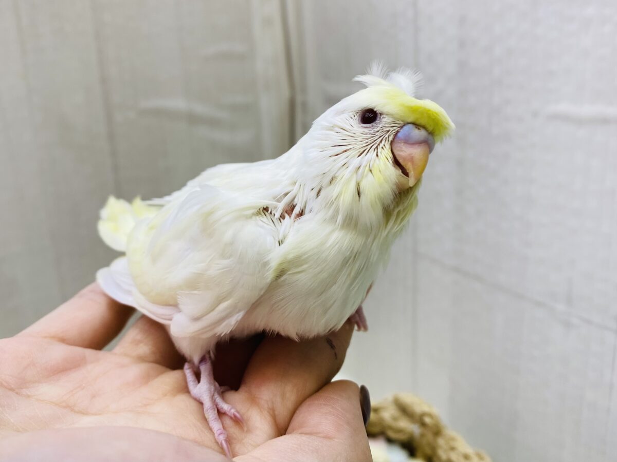 梵天セキセイインコ