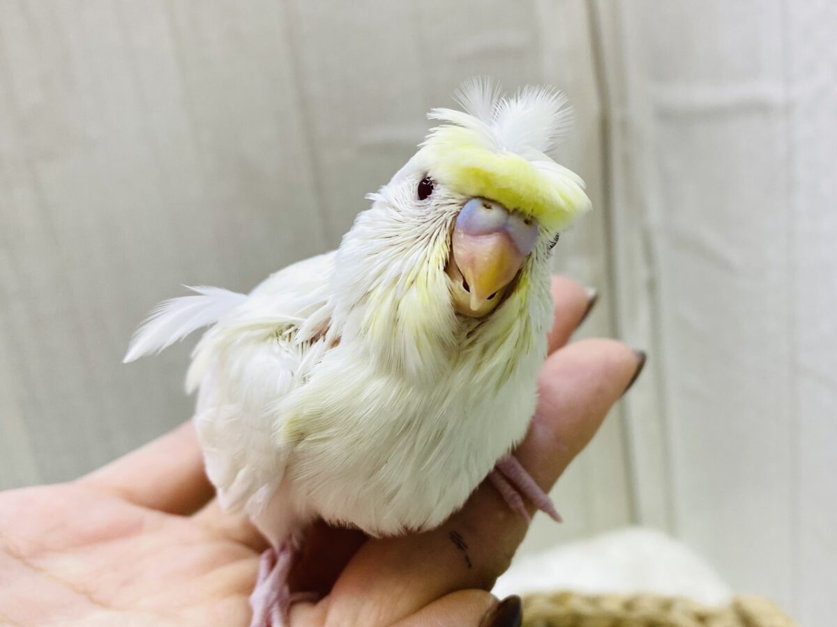 カッパ頭のクリームちゃん💛梵天セキセイインコやって来ました‼️