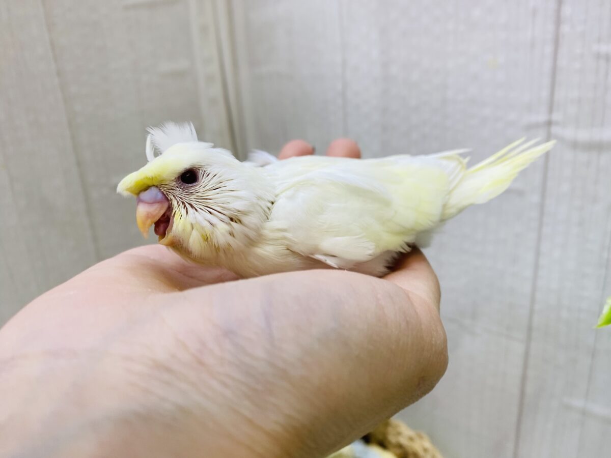 梵天セキセイインコ
