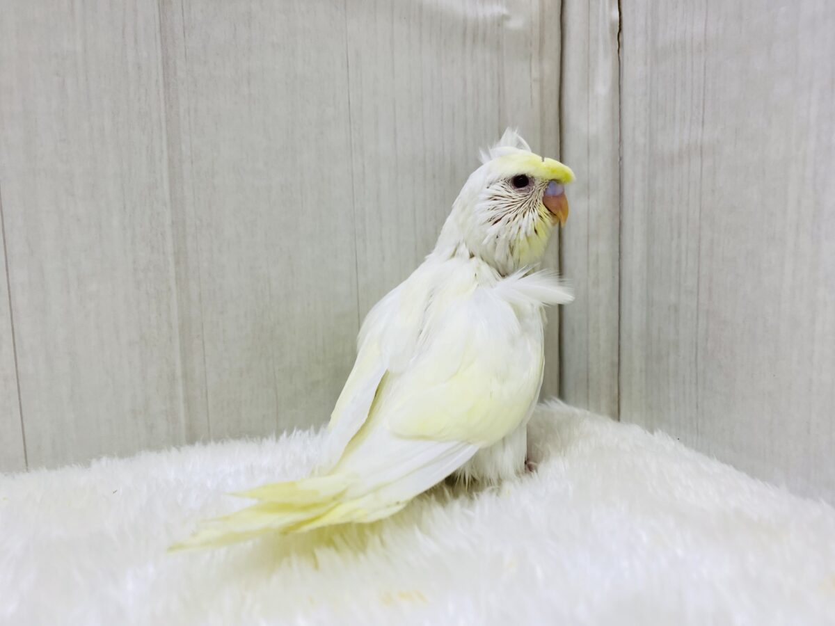 梵天セキセイインコ
