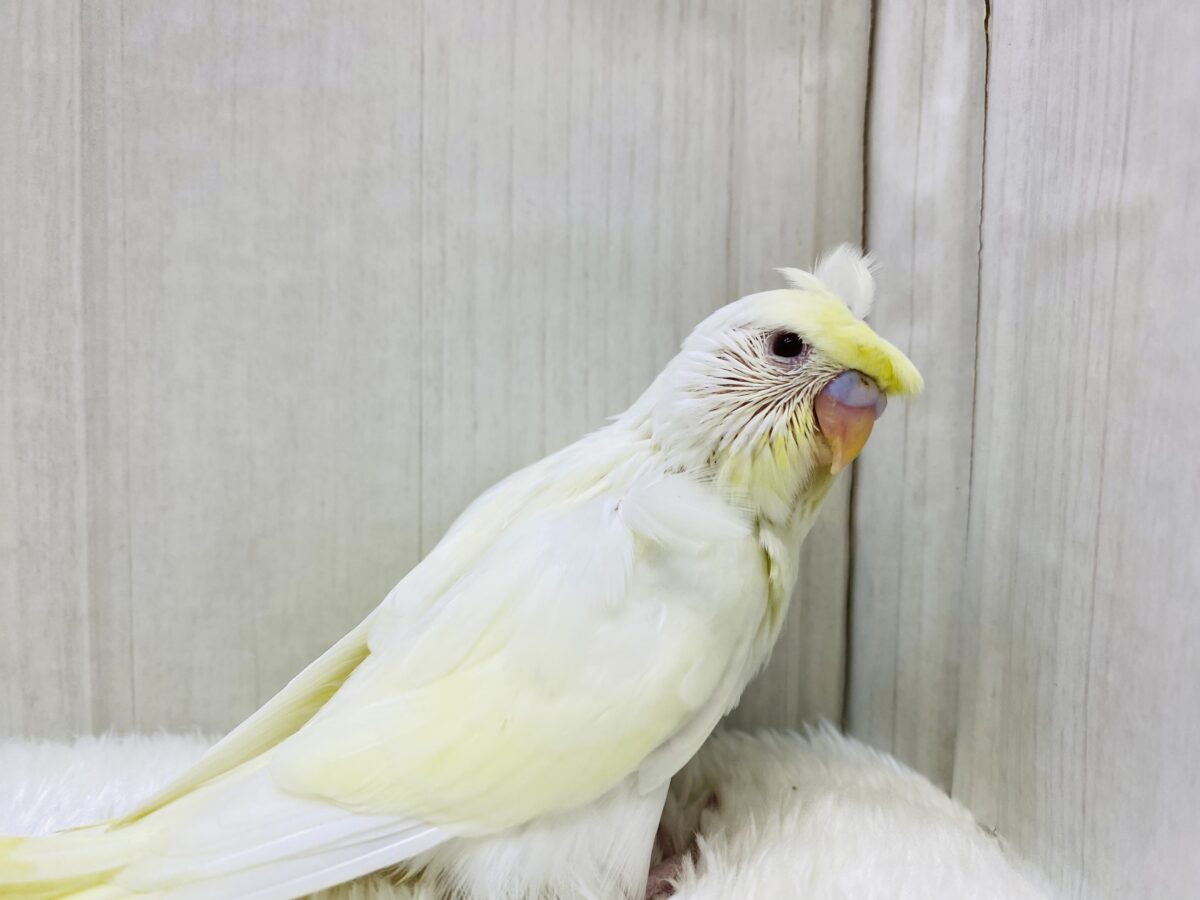 梵天セキセイインコ