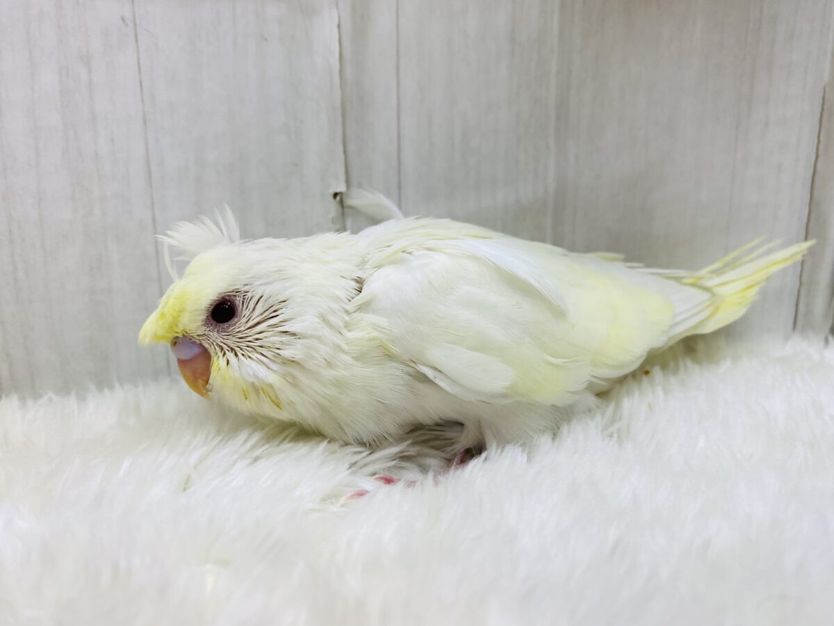 梵天セキセイインコ