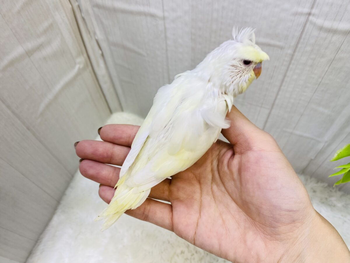梵天セキセイインコ