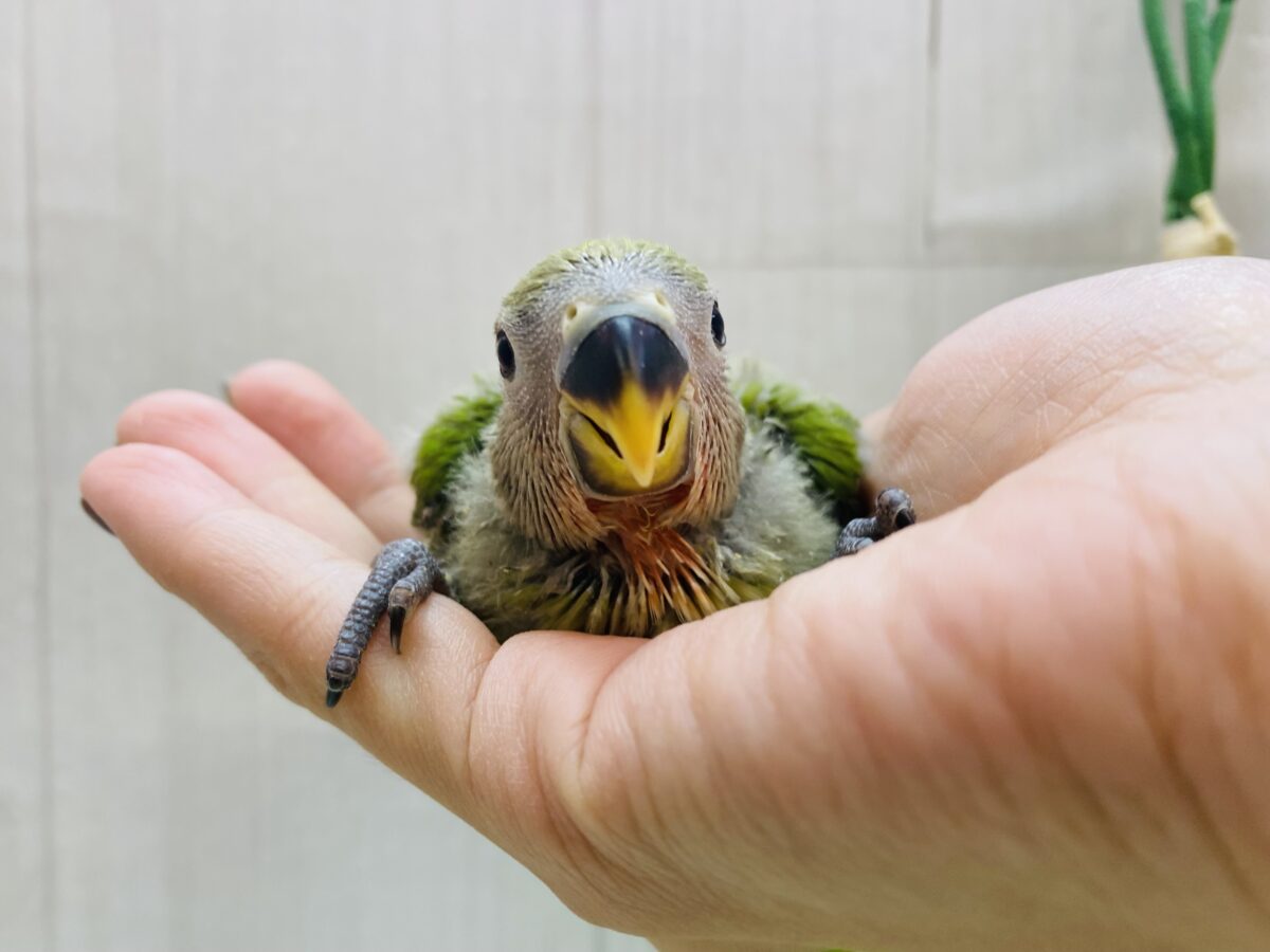 コザクラインコ（小桜インコ）