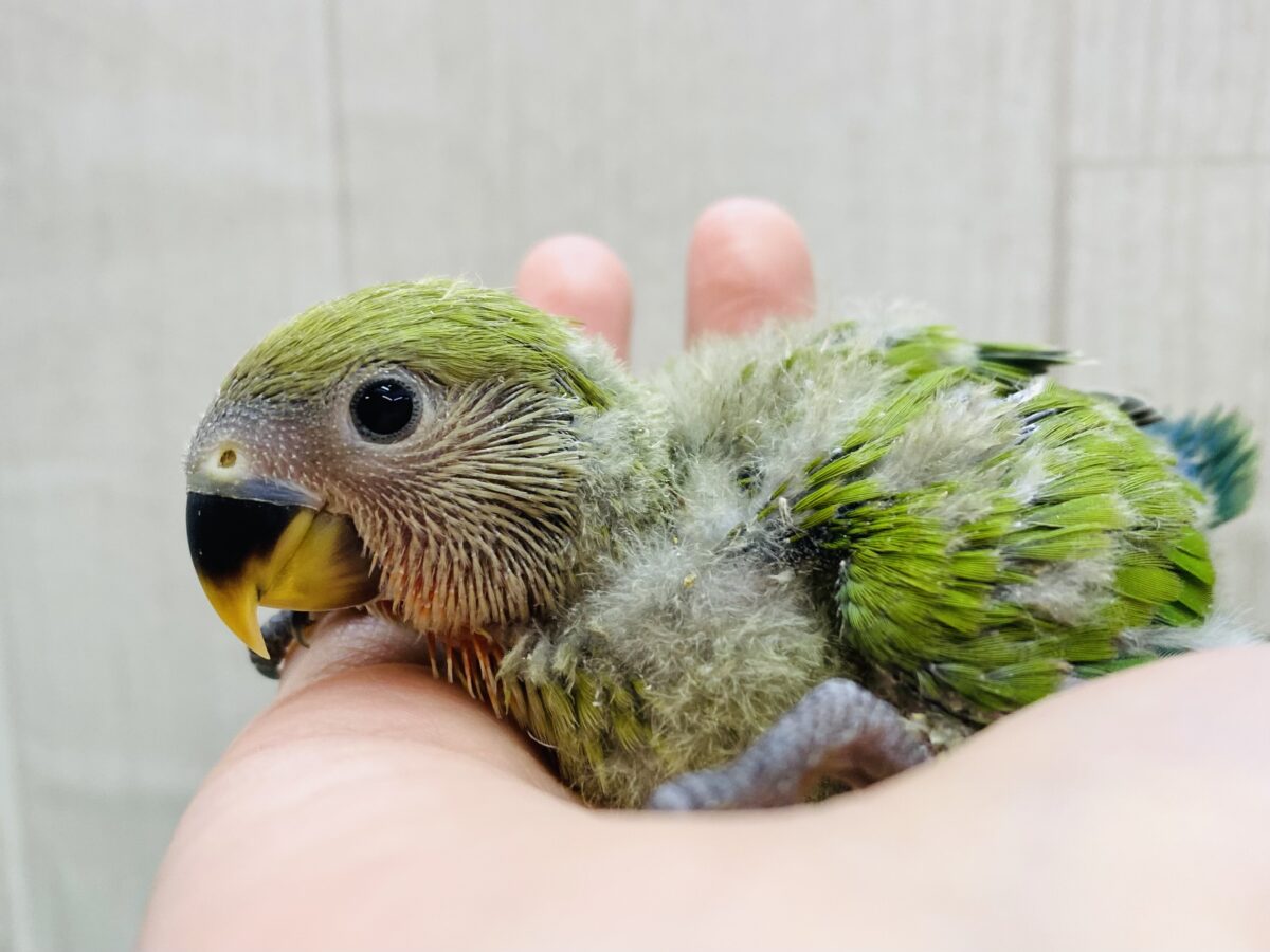 赤に緑にりんごカラー🍎🍏王道👑コザクラインコのノーマル❗️