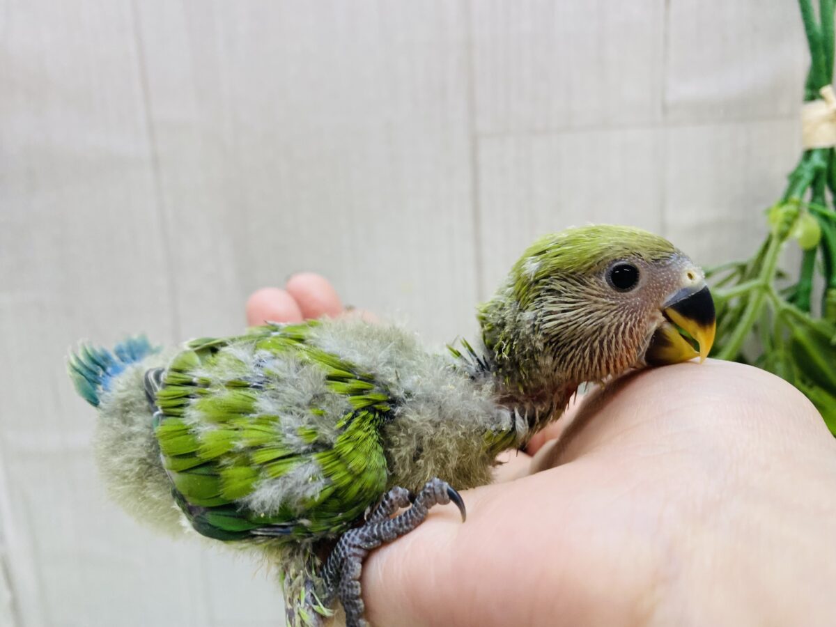 コザクラインコ（小桜インコ）