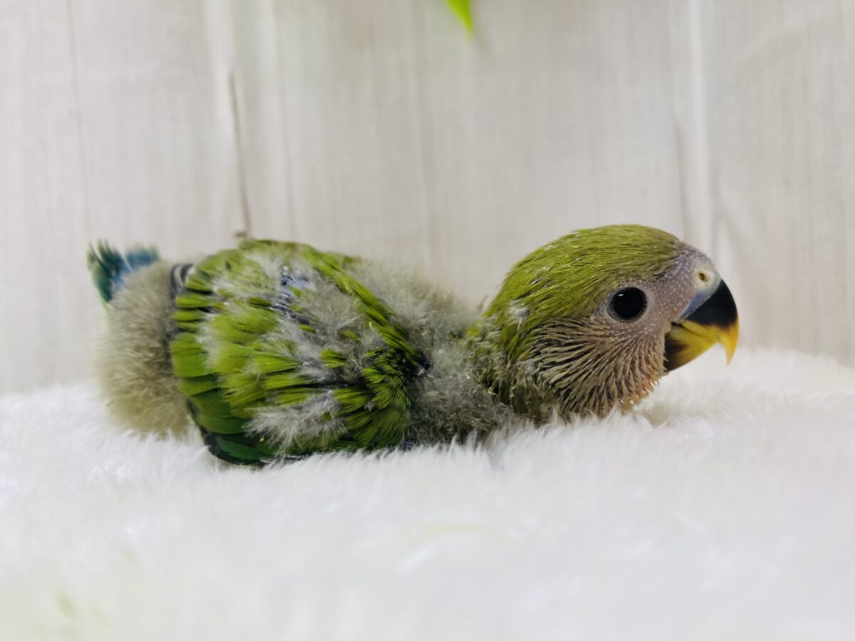 コザクラインコ（小桜インコ）